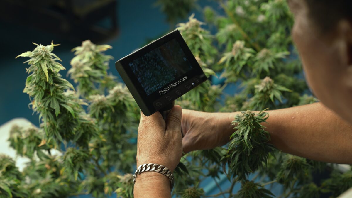 Cannabis farmer use microscope to analyze CBD in curative cannabis farm